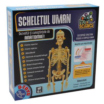 купить D-Toys Настольная игра Скелет человека в Кишинёве 