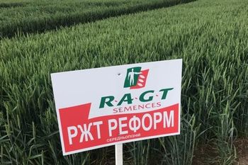 купить Реформ - Семена озимой Пшеницы - RAGT Semences в Кишинёве 
