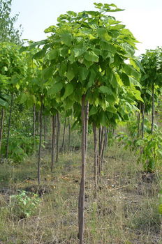 cumpără Catalpa bignonioides globulară în Chișinău 