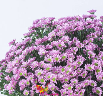 Хризантема кустовая мини розовая поштучно 