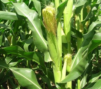 купить Мемокс - Семена кукурузы - RAGT Semences в Кишинёве 