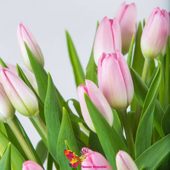 купить Розовый  голландские тюльпаны поштучно в Кишинёве 