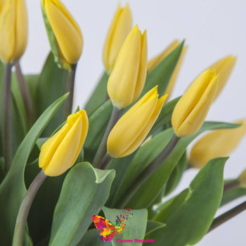 Желтые  голландские тюльпаны поштучно 