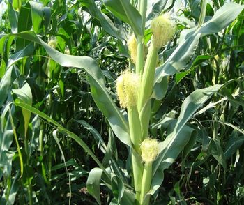 купить Конексьон - Семена кукурузы - RAGT Semences в Кишинёве 