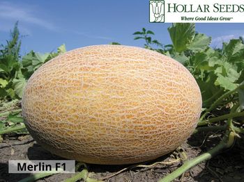 cumpără Merlin F1 - Seminţe hibrid de pepene galben - Hollar Seeds în Chișinău 