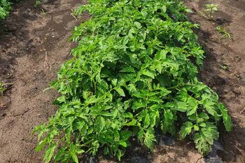 купить Хайнц 1015 F1 - семена гибрида томата - Хайнц Сидс в Кишинёве 