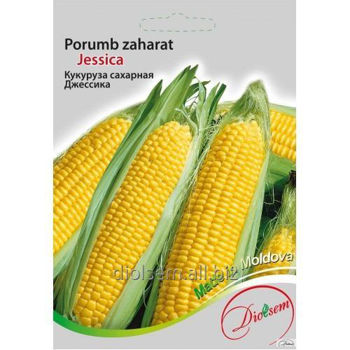 cumpără Seminte de Porumb zaharat Jessica 6 g (0712 90 11)  DS în Chișinău 