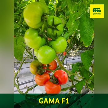 cumpără Gama F1 - Seminţe hibrid de tomat - Semillas Fito în Chișinău 
