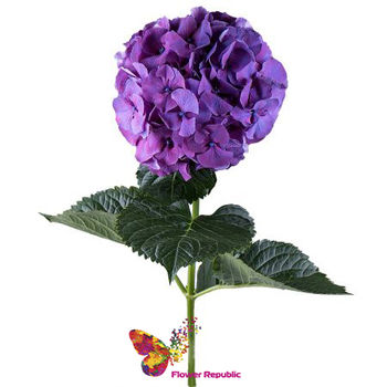 Hortensie Violet pret la o bucata 