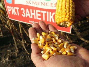 купить Занетиккс - Семена кукурузы - RAGT Semences в Кишинёве 