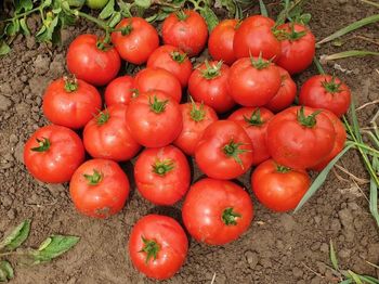 cumpără Behram F1 - Seminţe hibrid de tomat - Enza Zaden în Chișinău 