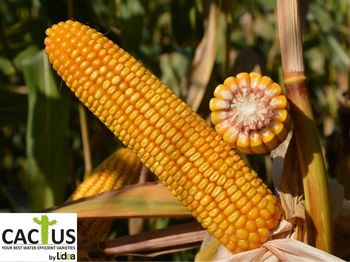 купить Метод - Семена гибрида кукурузы - Лидеа / Евралис в Кишинёве 
