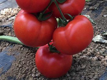 купить Витара F1 - семена гибрида томата - Семилас Фито в Кишинёве 