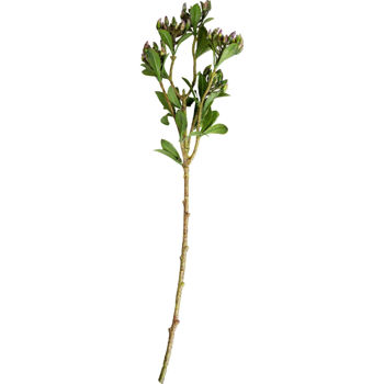 Deco Ramura decorativa de Buxus