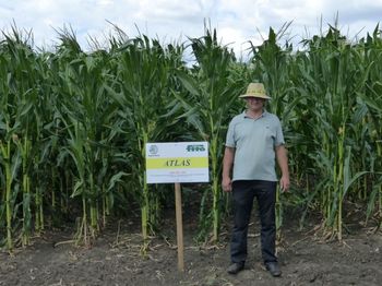 купить Атлас - Семена кукурузы - Семилас Фито в Кишинёве 