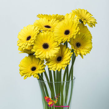 Gerbera  galbena pret/buc. 