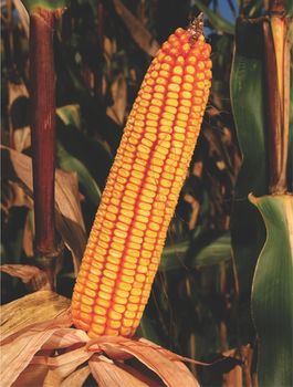 купить ZPSC 388 - Семена кукурузы - Земун Поле в Кишинёве 