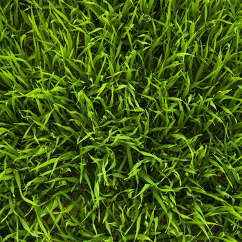 купить Семена для газона Shadow Lawn 1 кг (30-50 м²)  BARENBRUG в Кишинёве 