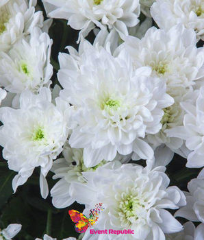 Crizantema arbust albă  pret/buc 