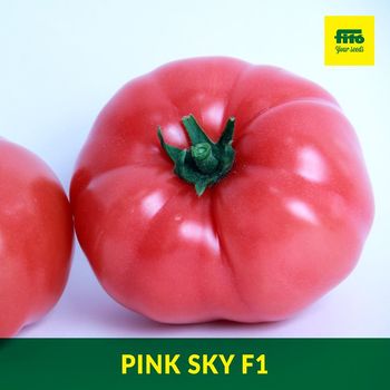 купить Пинк Скай F1 - семена гибрида розового томата - Семилас Фито в Кишинёве 