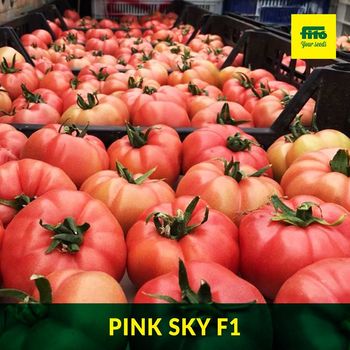 купить Пинк Скай F1 - семена гибрида розового томата - Семилас Фито в Кишинёве 