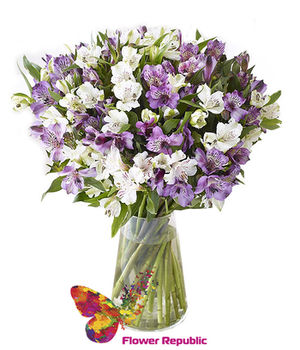 Buchet Alstromerie Violet si Albe 