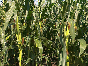 купить Ферарикс - Семена кукурузы - RAGT Semences в Кишинёве 