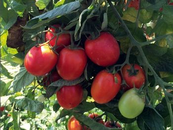 купить Хайнц 1015 F1 - семена гибрида томата - Хайнц Сидс в Кишинёве 