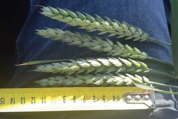купить Ребелл - Семена озимой Пшеницы - RAGT Semences в Кишинёве 