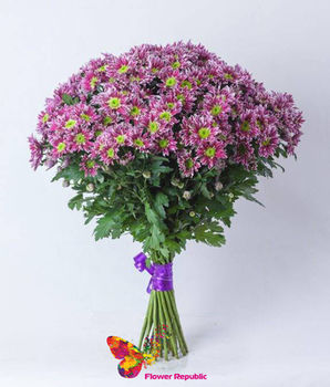 Хризантема кустовая фиолетовая  поштучно 