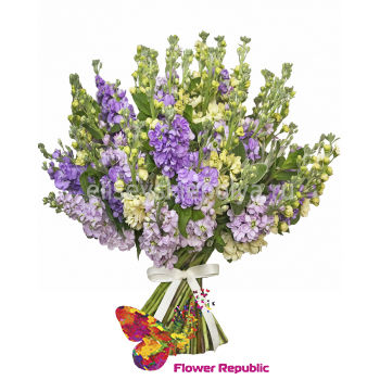 Buchet de 15 matthiola multicolorata 