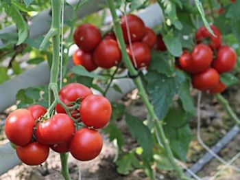 купить Муалла F1 - семена гибрида томата - Энза Заден в Кишинёве 