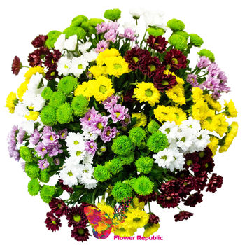 Buchet «Chrysanthemum Santini mix multicolor» 