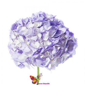 Hortensie Violet pret la o bucata 