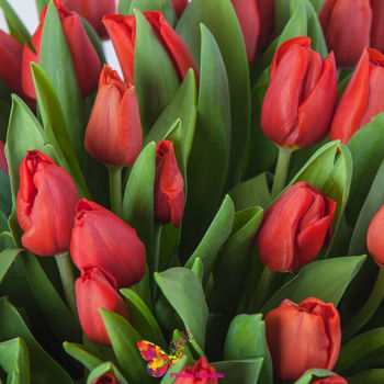 Красные голландские тюльпаны поштучно 