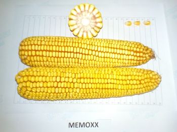 купить Мемокс - Семена кукурузы - RAGT Semences в Кишинёве 