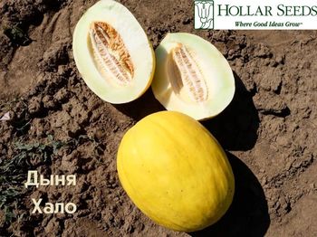 купить Хало F1 - семена гибрида дыни - Холлар Сидс в Кишинёве 
