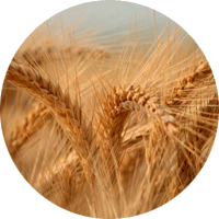 Triticale