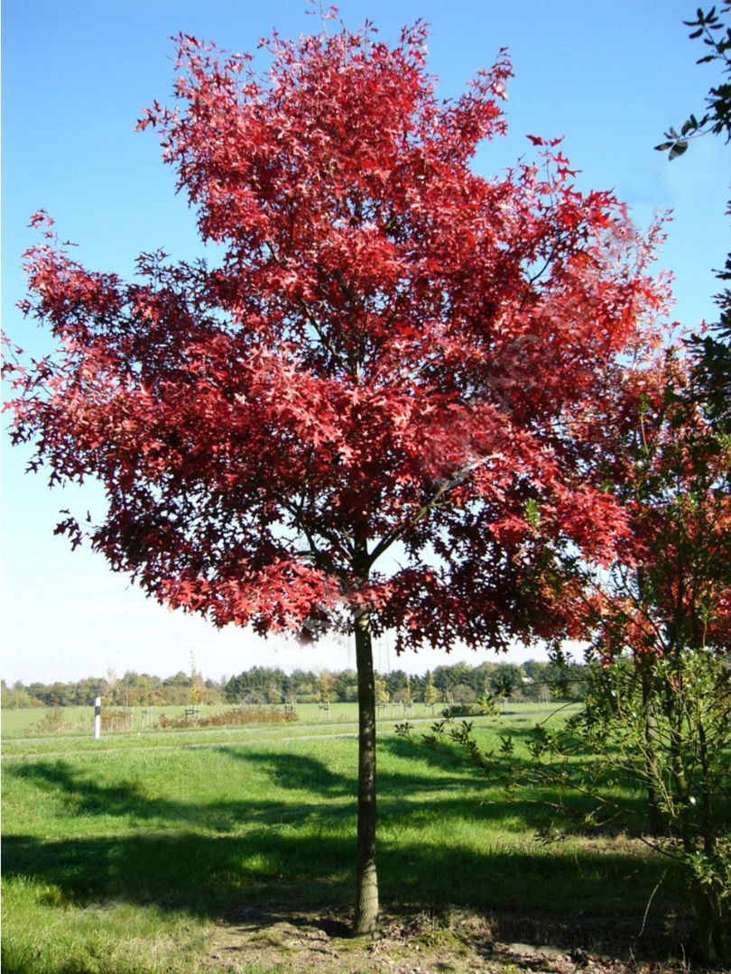 Красное дерево русские. Дуб Quercus rubra. Дуб красный Quercus rubra. Клён канадский краснолистный. Дуб канадский краснолистный.