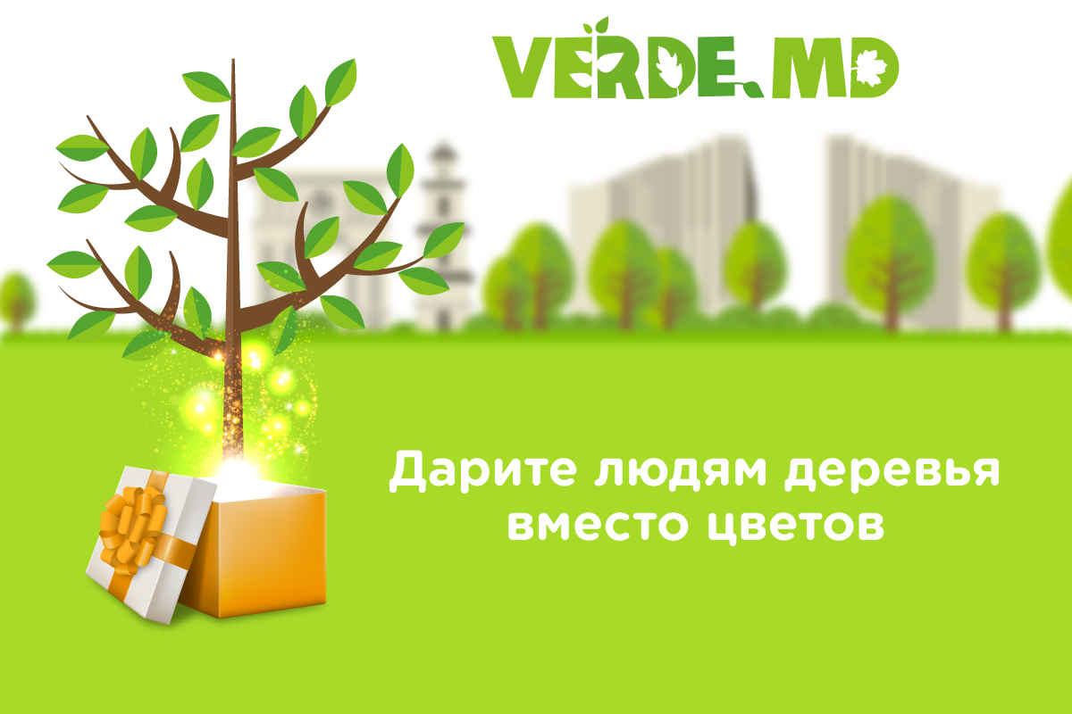 Подари дерево. Дерево в подарок акция. Подари дерево вместо цветов. Мы любим деревья.