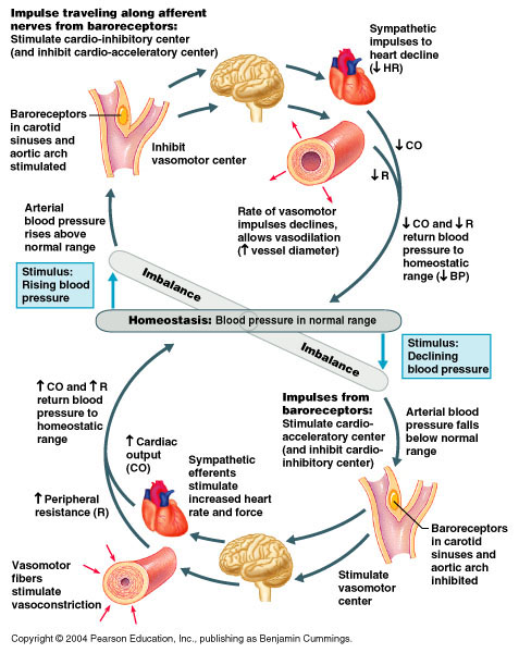 blood pressure is controlled by a feedback mechanism