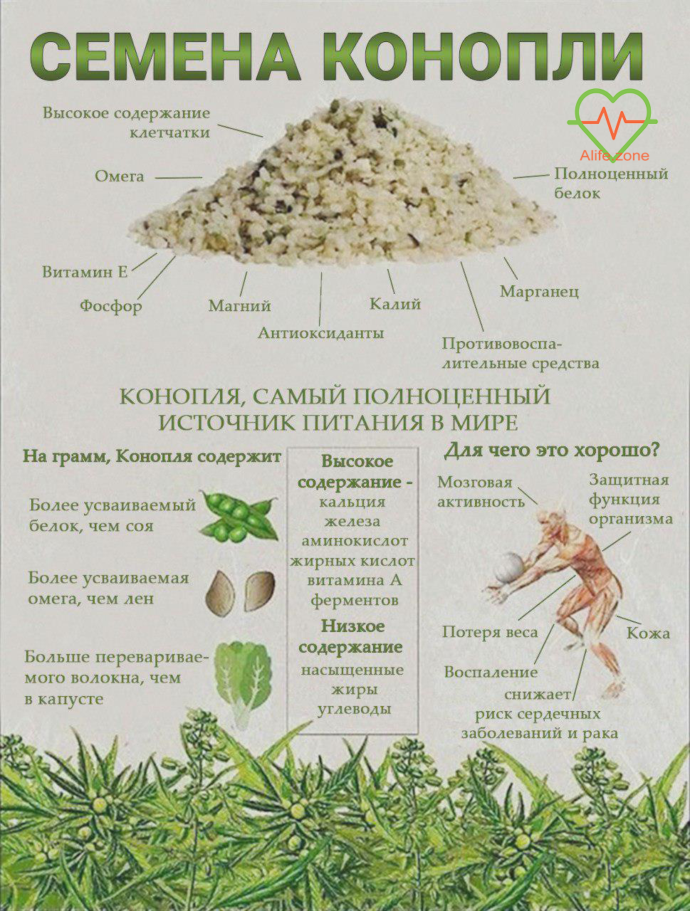 Порошек протеиновой конопли. ЗОЖ. Купить в Кишинев Молдове