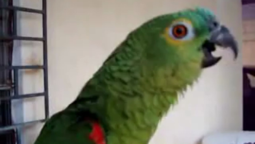 попугай кирюша жако. попугай поет ночью. попугай ночью. попугай гоша кукарача. попугай поет ночью.