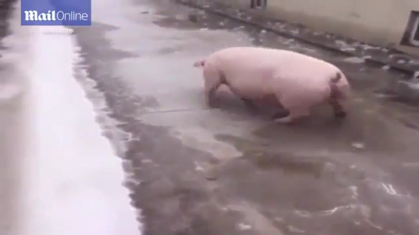 Падающая свинья