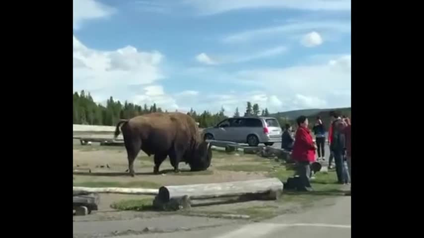 Wild bison charge