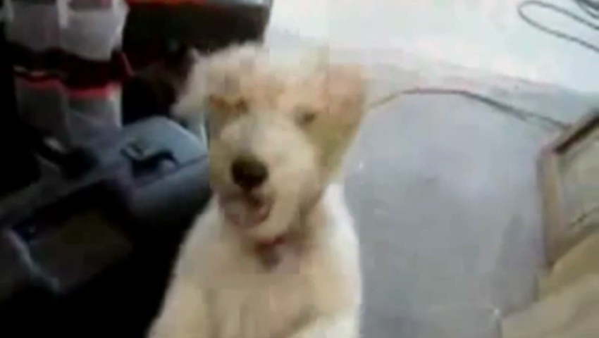 Включи смешные видео собака. Собака смеется видео. Прикольные видеоролики с собаками 15 секунд. Собака Металлист.
