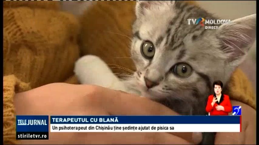 Un psihoterapeut din Chişinău face şedinţe ajutat de pisica sa 