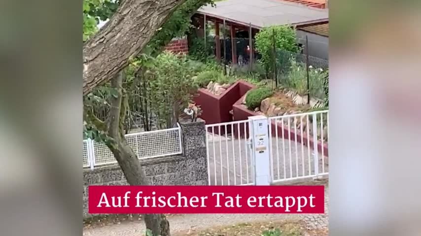 В Берлине лиса-воровка утащила около 100 единиц обуви