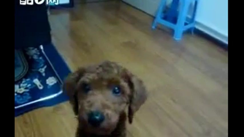 животные которые разговаривают человеческим голосом. собака понимает. фото бося. видели видео говорящая собака. собака видео говорить.