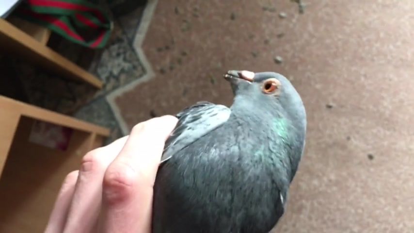 Голубь на подоконнике. Погосян о а город крым голуби есь окольцованы. Голубь зашел в дом. Голубь в квартире. Залетел в окно.